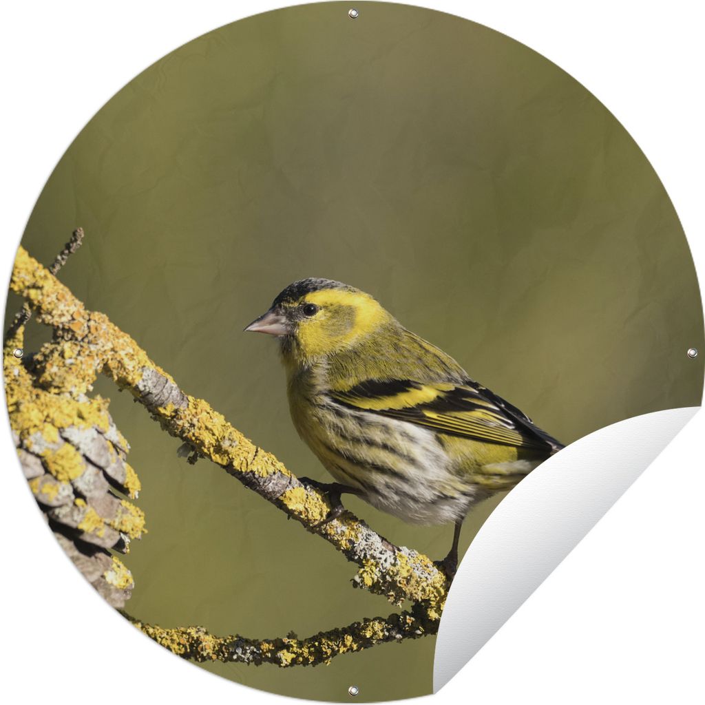 MuchoWow Gartenposter Outdoor-Poster Rund Zeisig in einem Naturschutzgebiet in Valencia, Spanien Ø 150 cm Gartendeko Rundes Poster draußen