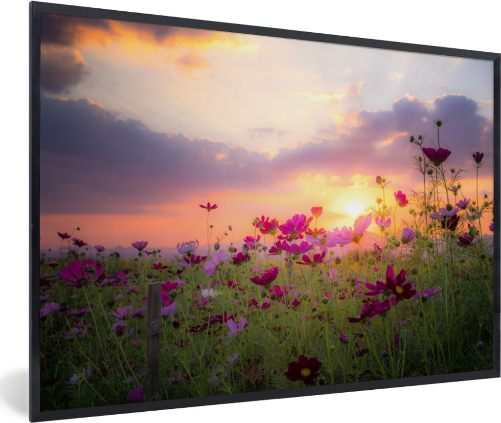 MuchoWow MuchoWow Gerahmtes Poster Sonnenuntergang - Blumen - Rosa - Natur - Grün 90x60 cm - Poster mit zchwarzem Bilderrahmen - Fotorahmen - ...