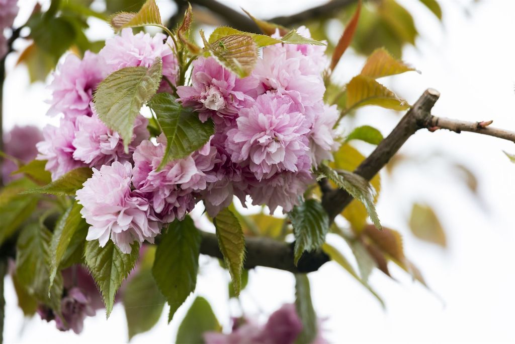 Prunus Serrulata 'Kanzan' - Van Den Berk Nurseries