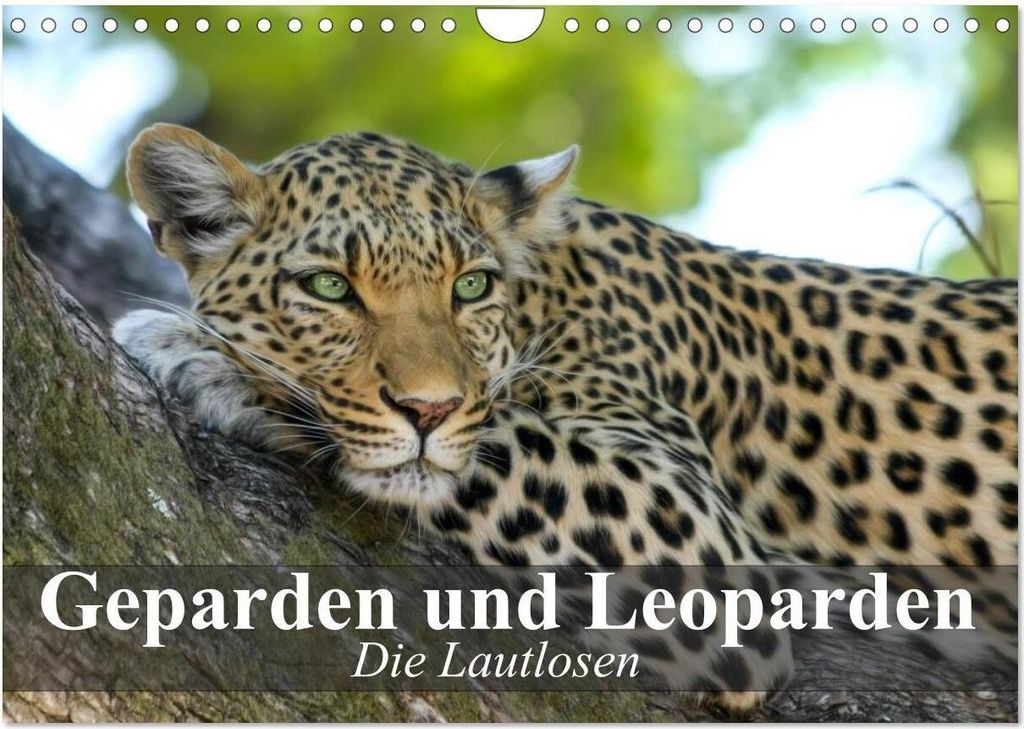Die Lautlosen. Geparden und Leoparden (Wandkalender 2026 DIN A4 quer), CALVENDO Monatskalender