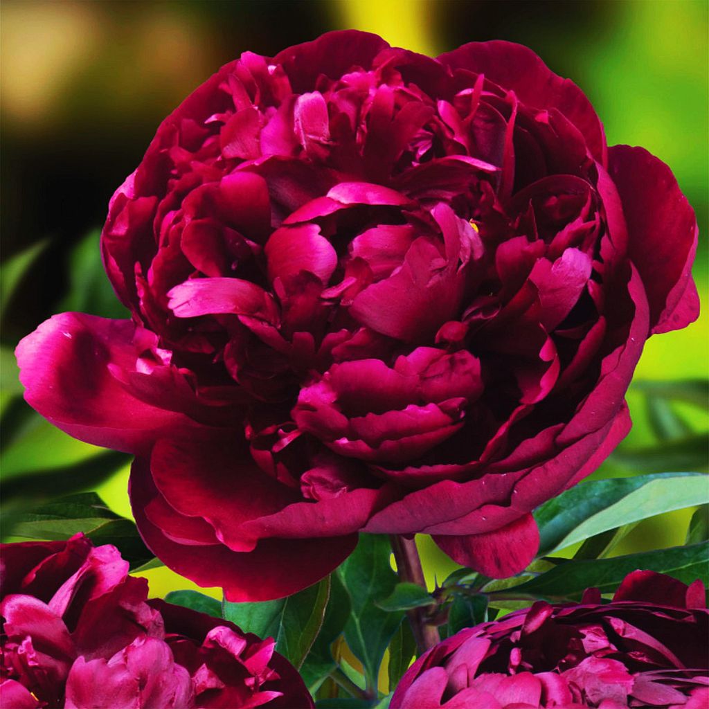 Paeonia Piwonia sadzonka Peter Brand 1 szt Piwonie sadzonki Zdjęcie produktu 
