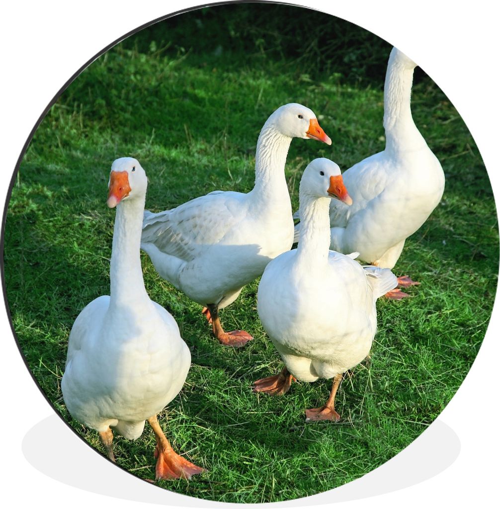 MuchoWow - Wand Bild - Wohnzimmer - Runde Bilder - Alubilder - Kunst für zu Hause - Aluminium - Wanddekoration