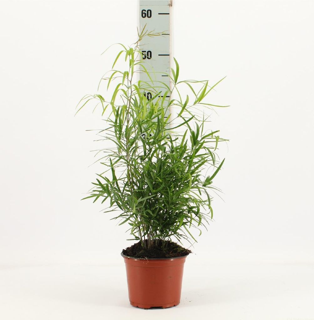 Asparagus falcatus 35 cm Sicheldorn-Spargel Zierspargel