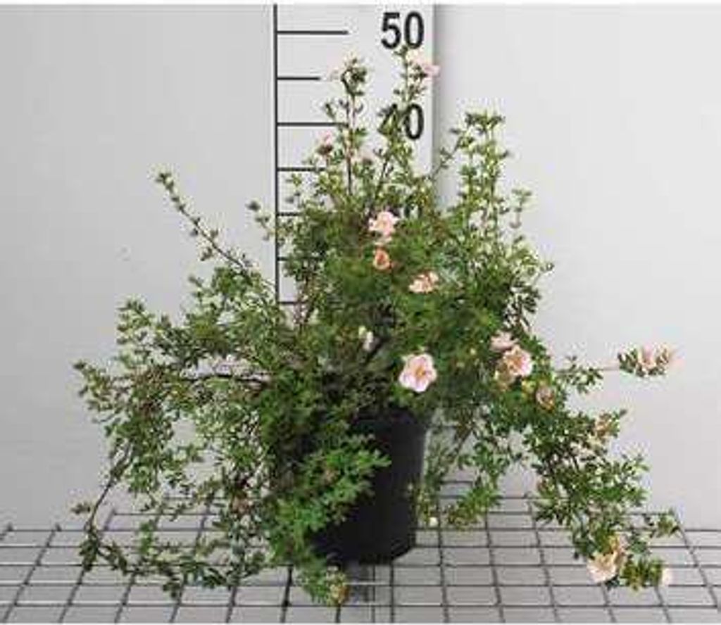 Potentilla frut. 'Princess' ('p. queen/blink') - Fingerstrauch 25- 30 cm - Container