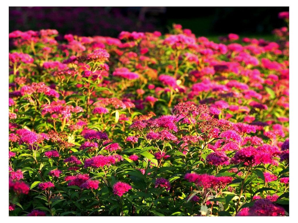 10 x Spiraea japonica 'Anthony Waterer' (Gehölz/Heckenpflanze/Winterhart/Mehrjährig/Bodendecker) Rote Sommerspiere - Pflegeleicht und farbenfroh