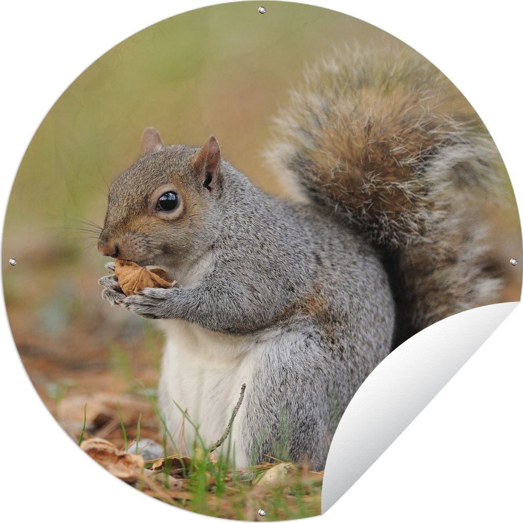 MuchoWow Gartenposter Outdoor-Poster Rund Eichhörnchen mit Erdnuss Ø 90 cm Gartendeko Rundes Poster draußen