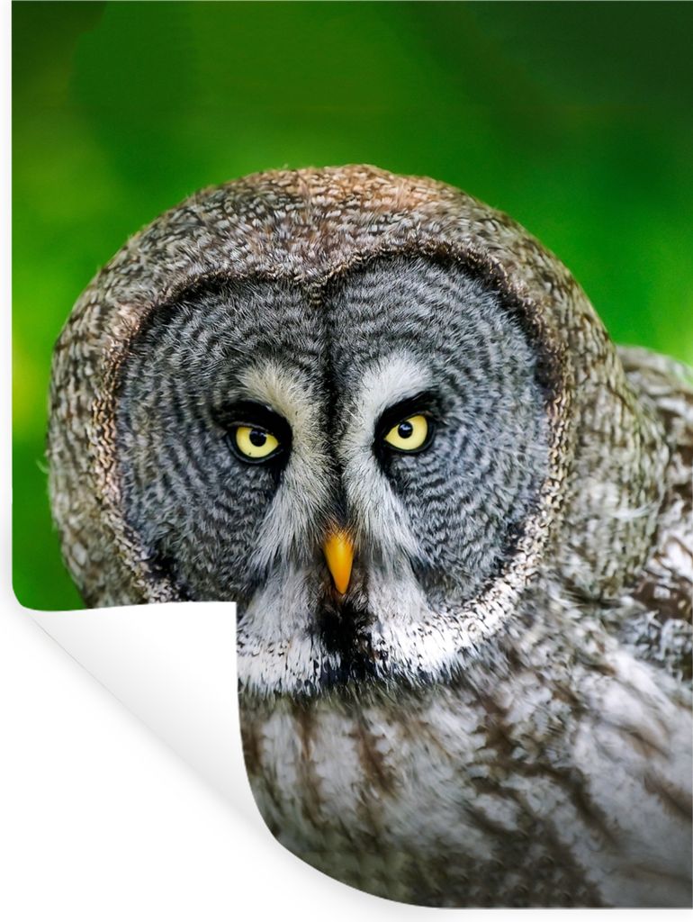 MuchoWow Wandtattoo Wandsticker Wandaufkleber Vogel - Eule - Tiere - Braun - Porträt 60x80 cm Selbstklebend und Repositionierbar - Repositionier...