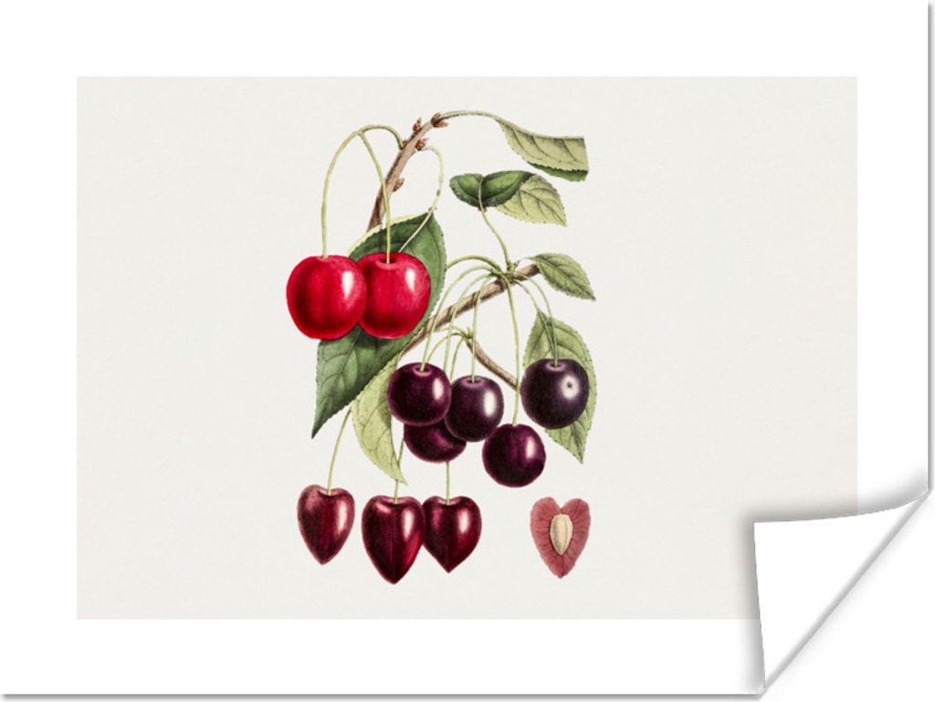 MuchoWow Poster Kirschen - Obst - Lebensmittel 160x120 cm - Foto Plakat