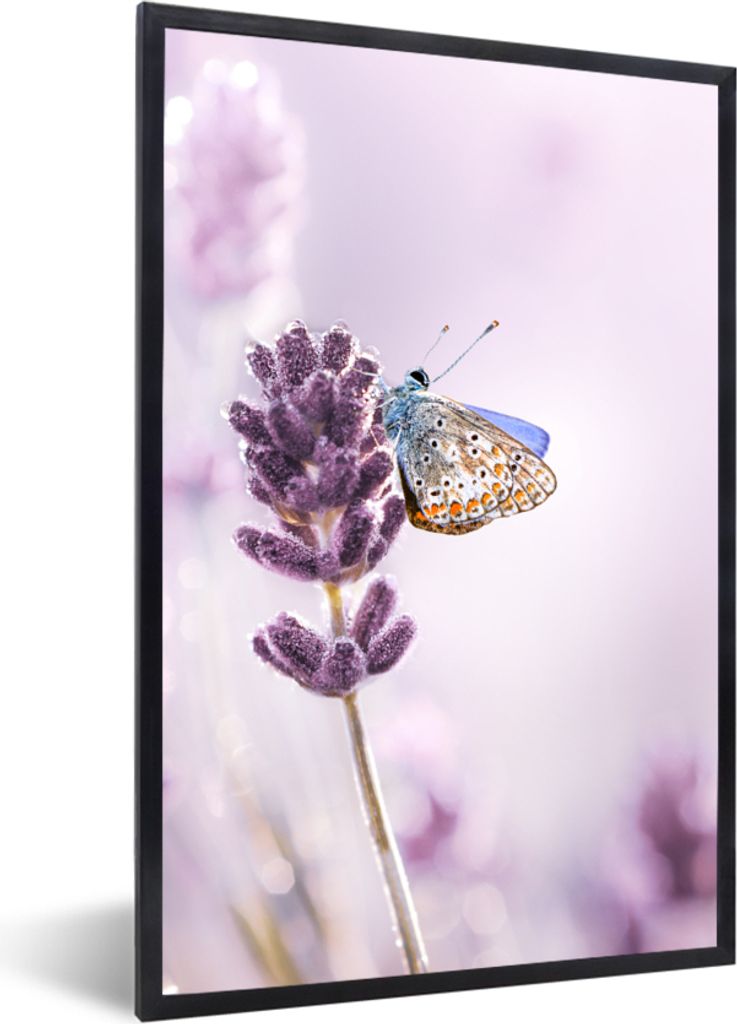 MuchoWow Gerahmtes Poster Lavendel - Schmetterling - Nahaufnahme - Lila 20x30 cm - Poster mit Schwarzem Bilderrahmen Wandposter Rahmen Foto Bilde...