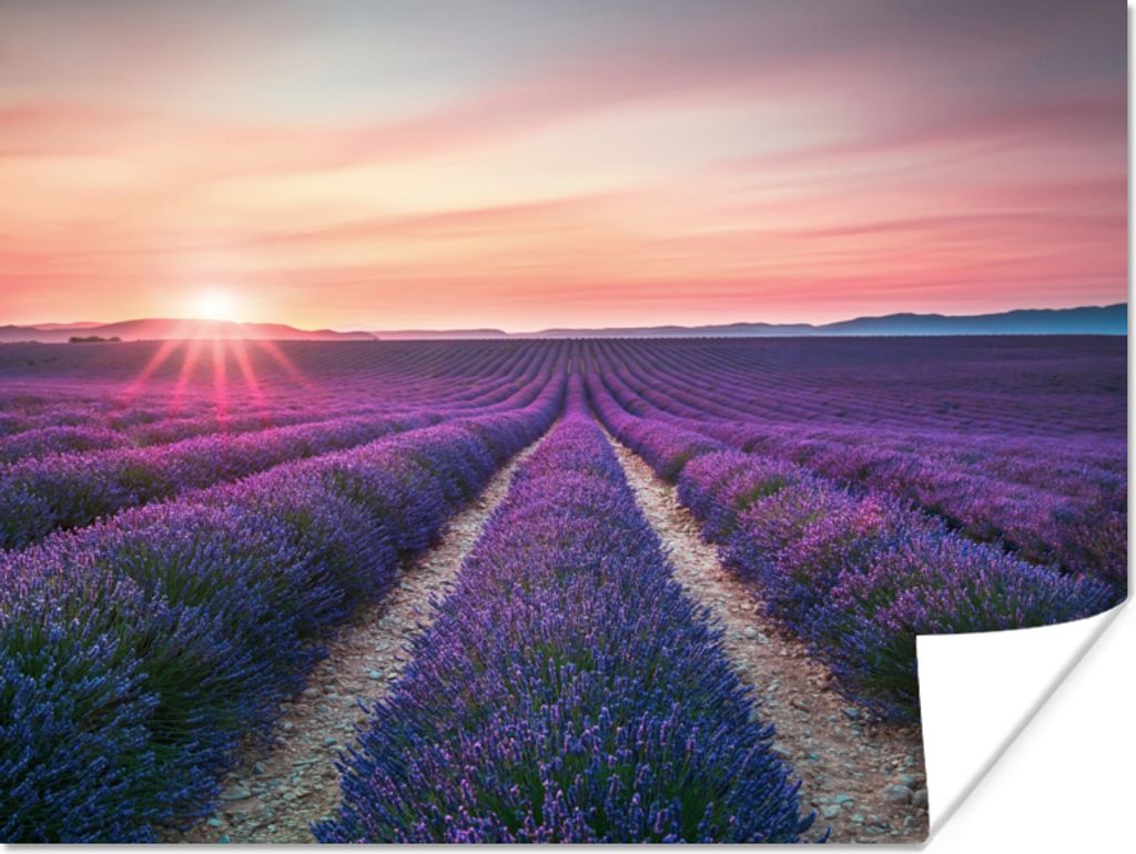MuchoWow Poster Lavendel - Lila - Blumen 120x90 cm - Wandbild