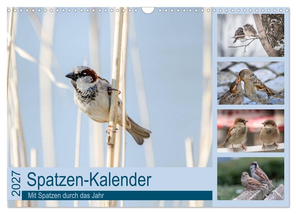 Spatzen-Kalender (Wandkalender 2027 DIN A3 quer), CALVENDO Monatskalender