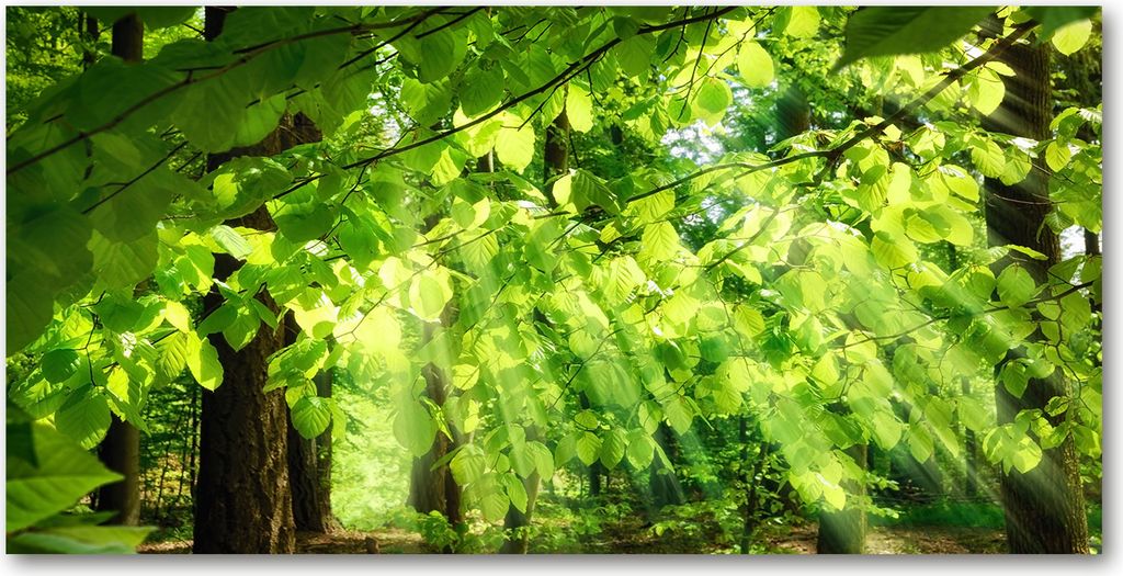 Tulup Glas-Bild -140x70- Wandkunst Dekorative Wand für Küche & Wohnzimmer - Landschaften - Buche Blätter - Grün