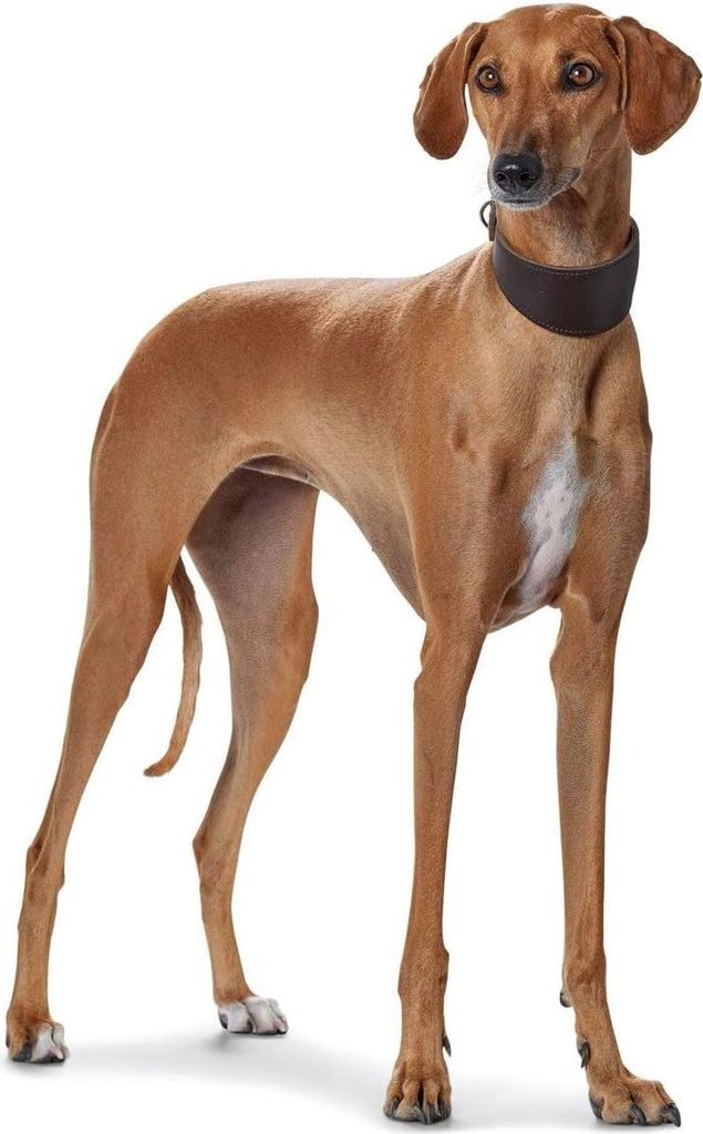 Gepolstertes Windhund-Halsband aus Leder - Schwarz (32 XS)