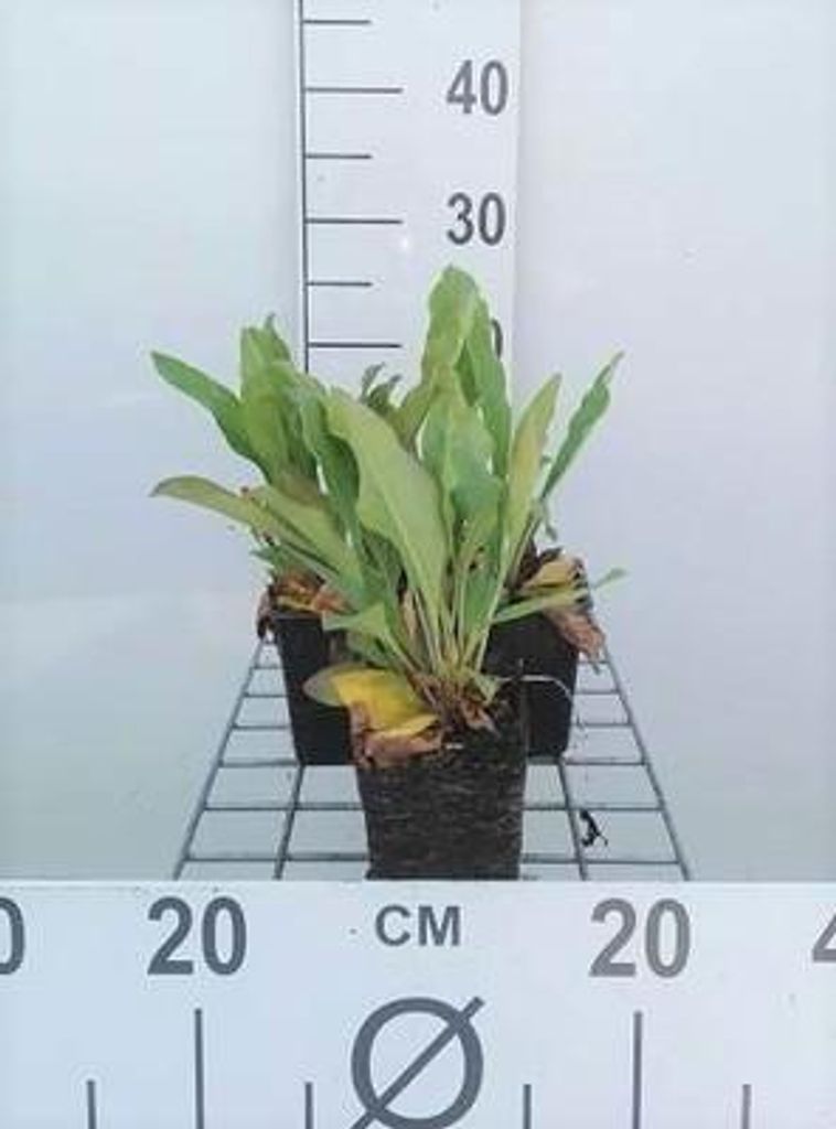 6 x Limonium latifolium - Limonium - Topf 9 x 9 cm