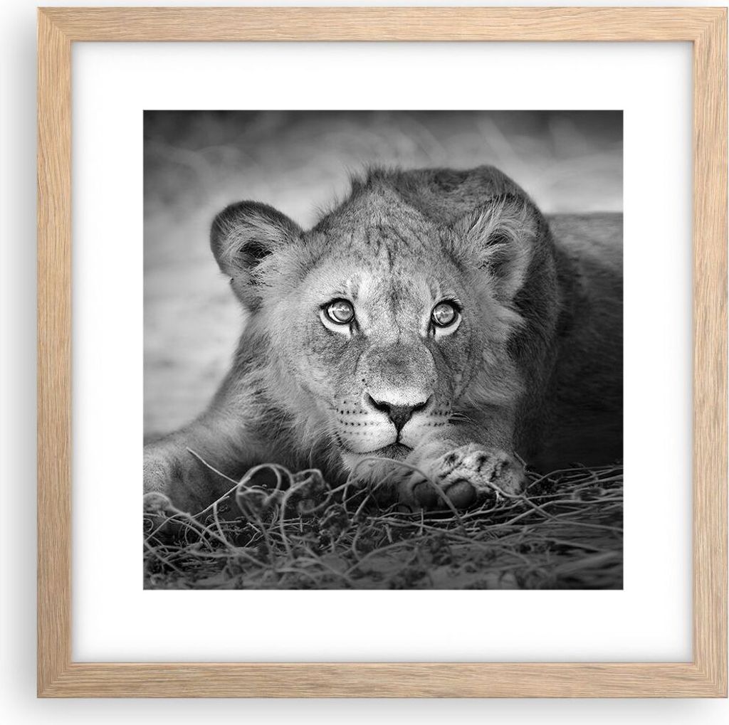 Gerahmtes Poster - Rahmen in heller Eiche - Löwe asiatisch Porträt - 30x30 cm - Wand Bild - Wanddeko - Wandbilder - Kunstposter - Wandposter - Bi...