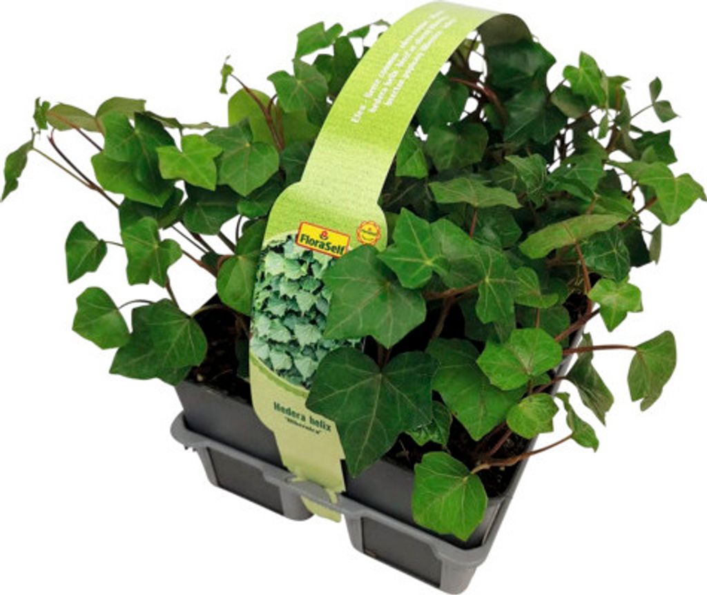 Břečťan popínavý FloraSelf Hedera helix hibernica balení 6 Obrázek produktu 