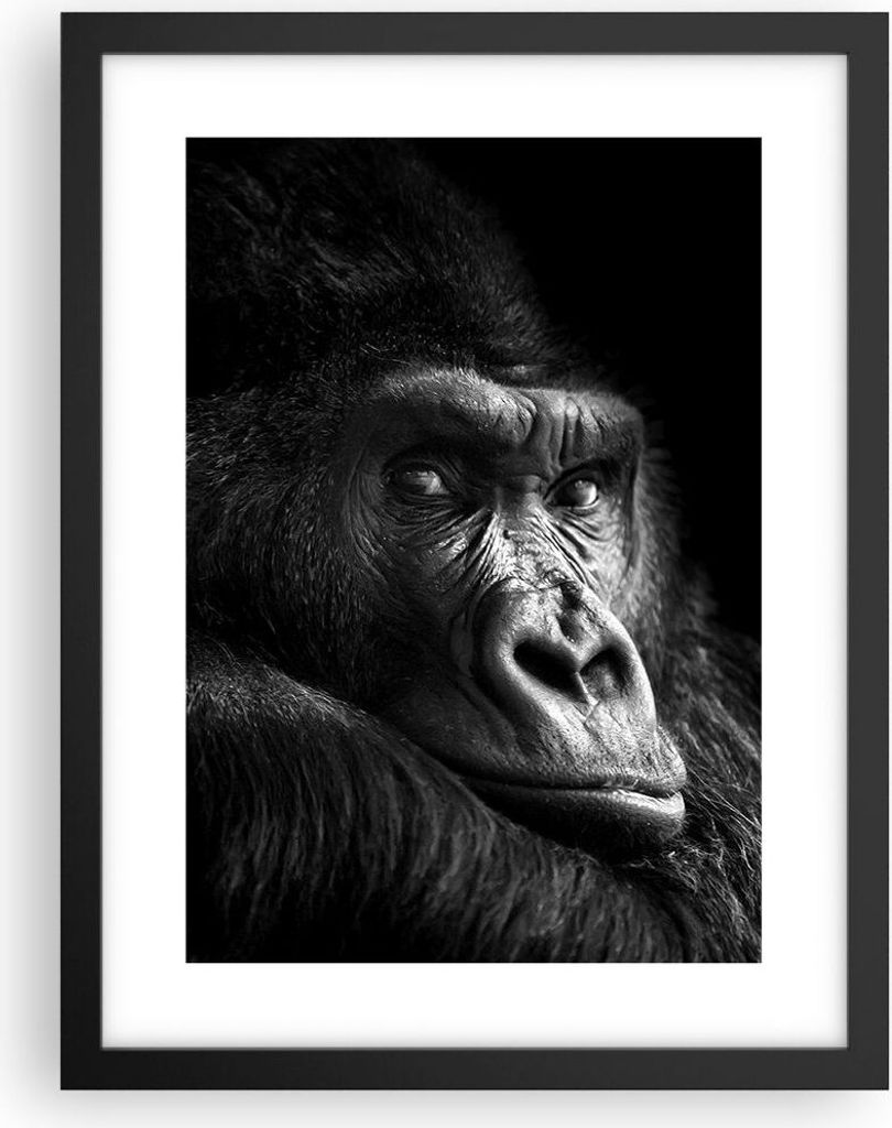 Gerahmtes Poster - Schwarzer Rahmen - Affe Gorilla Porträt - 30x40 cm - Wand Bild - Wanddeko - Wandbilder - Kunstposter - Wandposter - Bilderrahme...