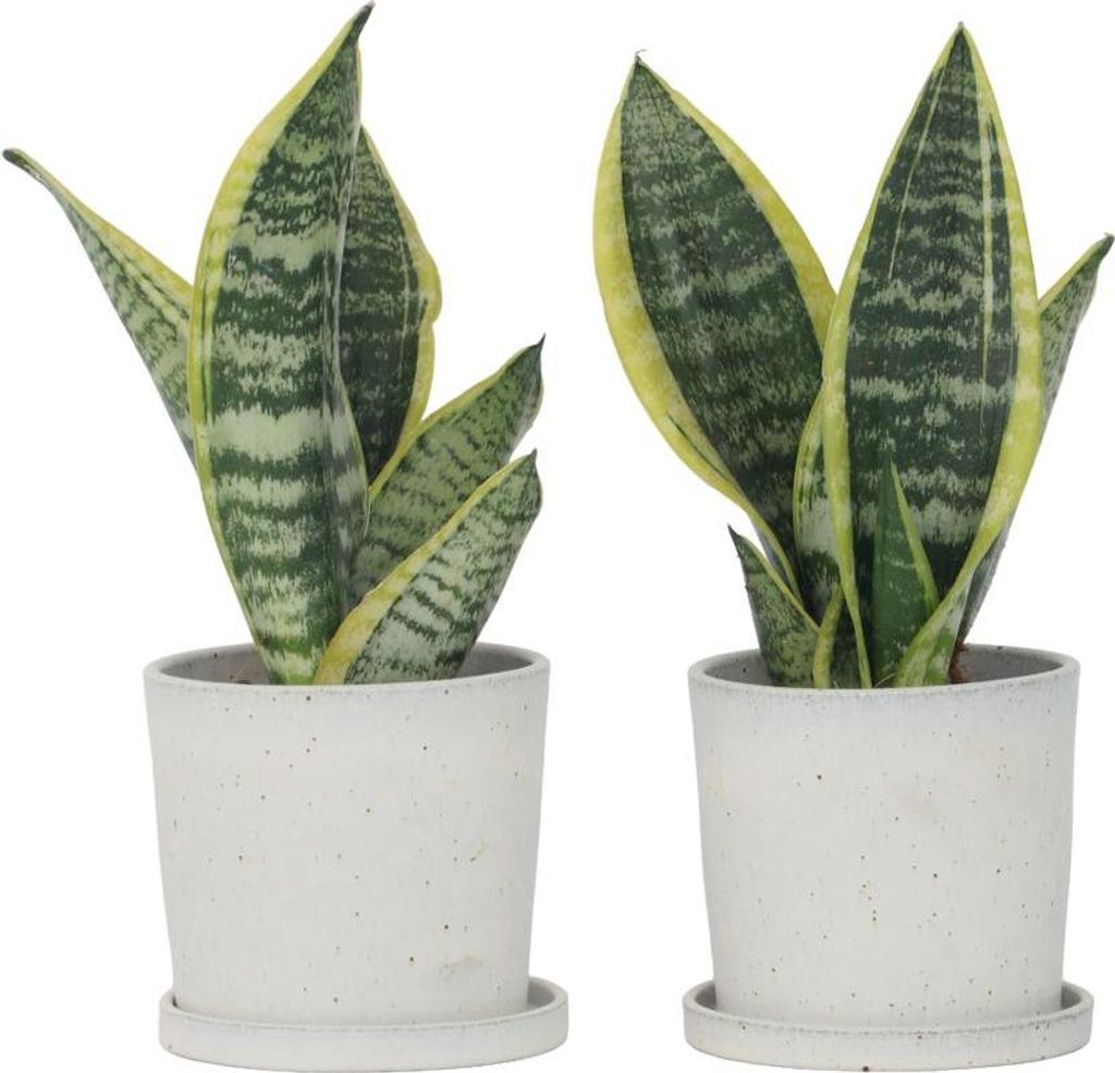 Bogenhanf - 2 Stk - Sansevieria 'Futura Superba' - Hhe