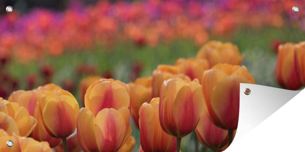 MuchoWow 80x40 cm Outdoor-Poster Gartendeko Sichtschutz Garten Poster für den Garten Die orangefarbenen Tulpen im Frühling