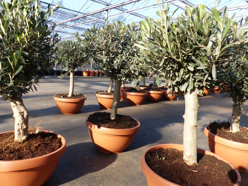 Olivenbaum Bonsai 70 - 90 cm Formgehlz, Olive winterhart,