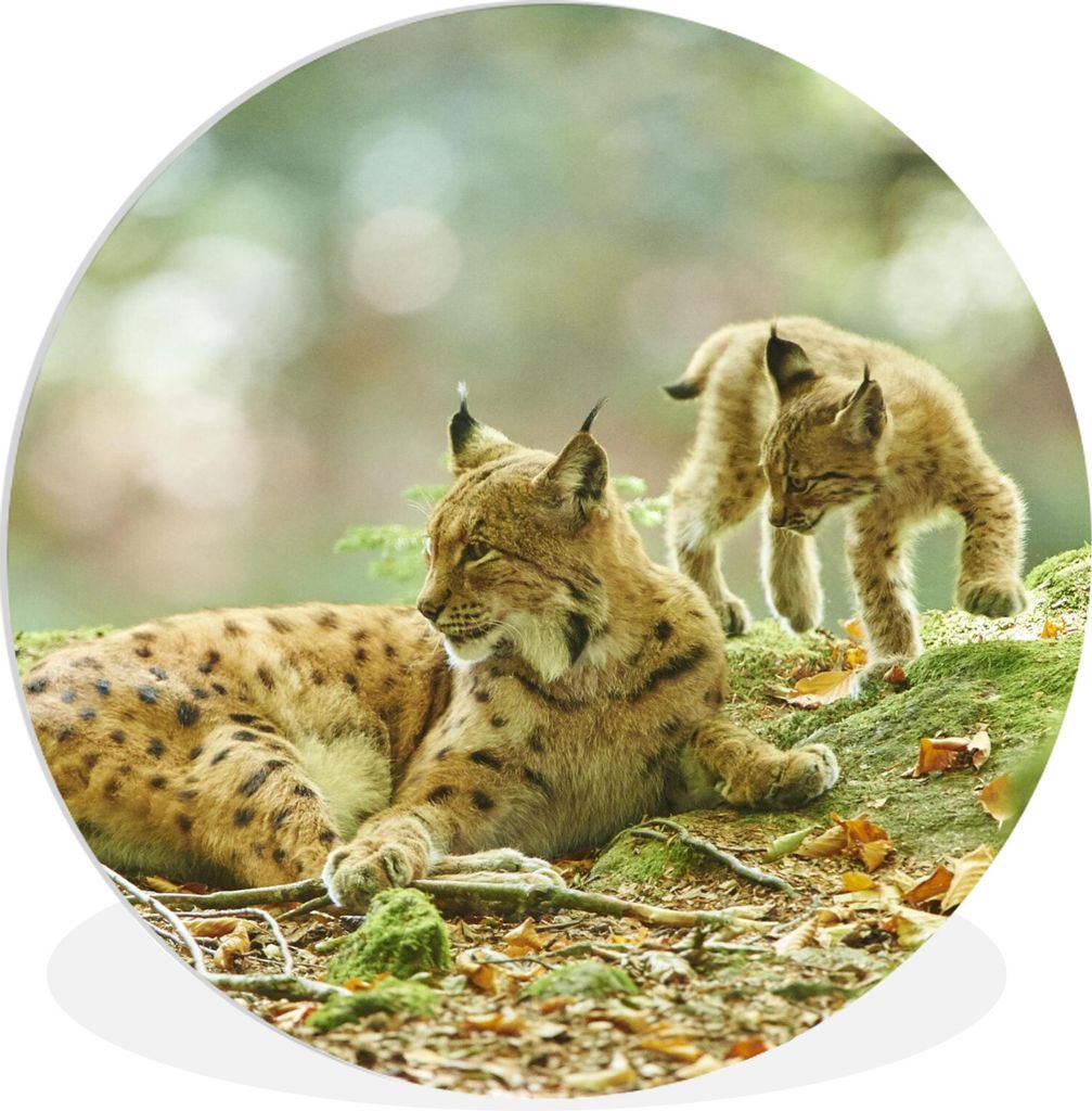 MuchoWow Rundes Wandbild - Runde Bilder Luchsmutter und ihre Jungen im Nationalpark Bayerischer Wald Ø 90 cm Kreis Wanddekoration Kunststoff - W...