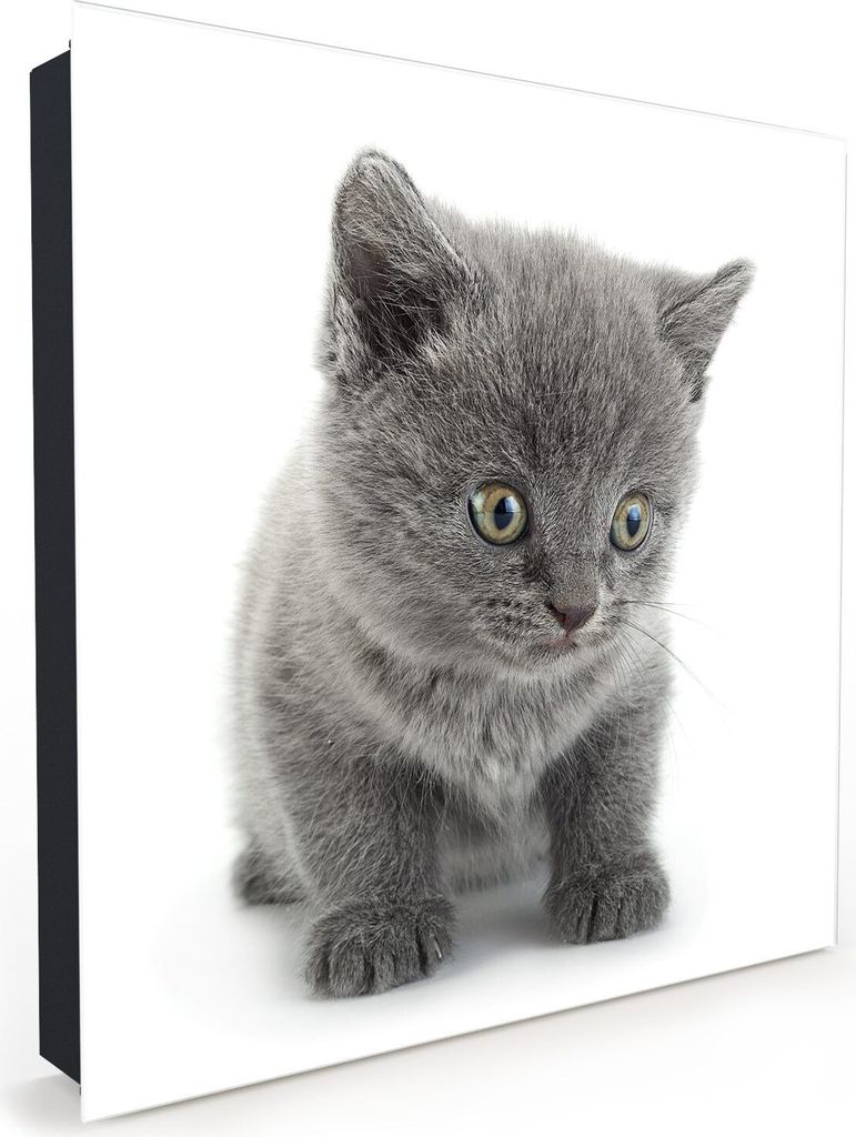 Nachbildung-Schlüsselkasten, Magnetpinnwand und Memoboard mit Glasfront Motiv Graue Katze vor heller Wand
