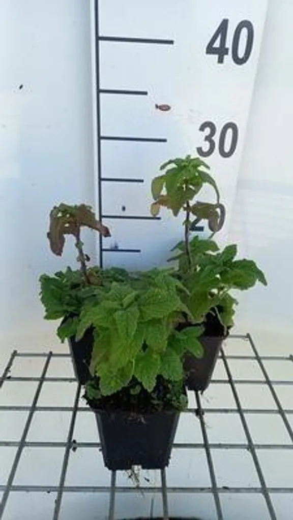 Teucrium hyrcanicum floraison pourpre longue durée lot 6 pots 9 cm