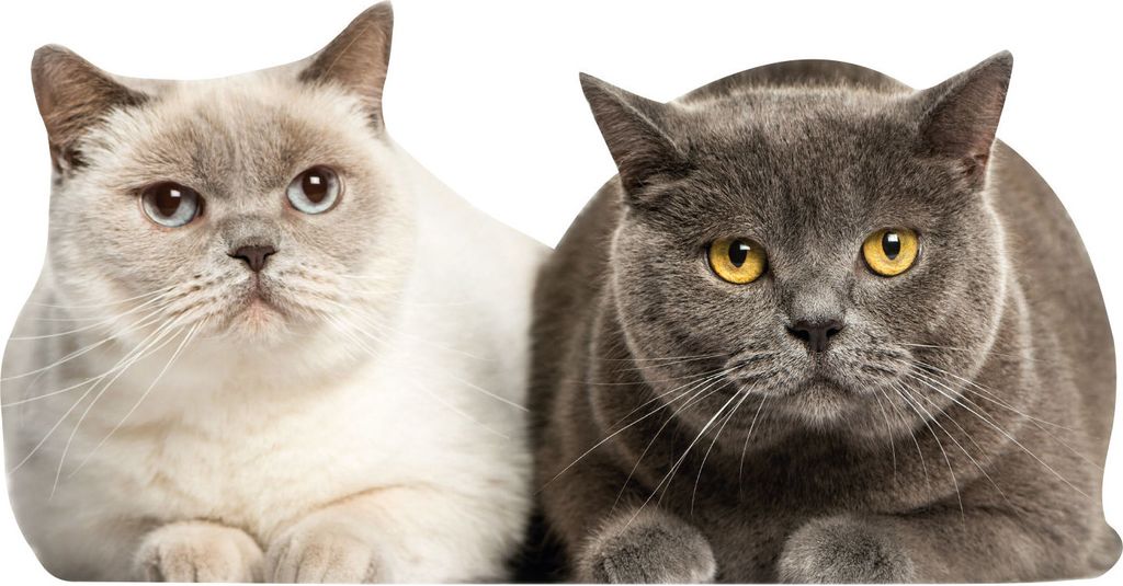 Katzen Fensterbild Fensterfolie - statisch haftend Produktbild 