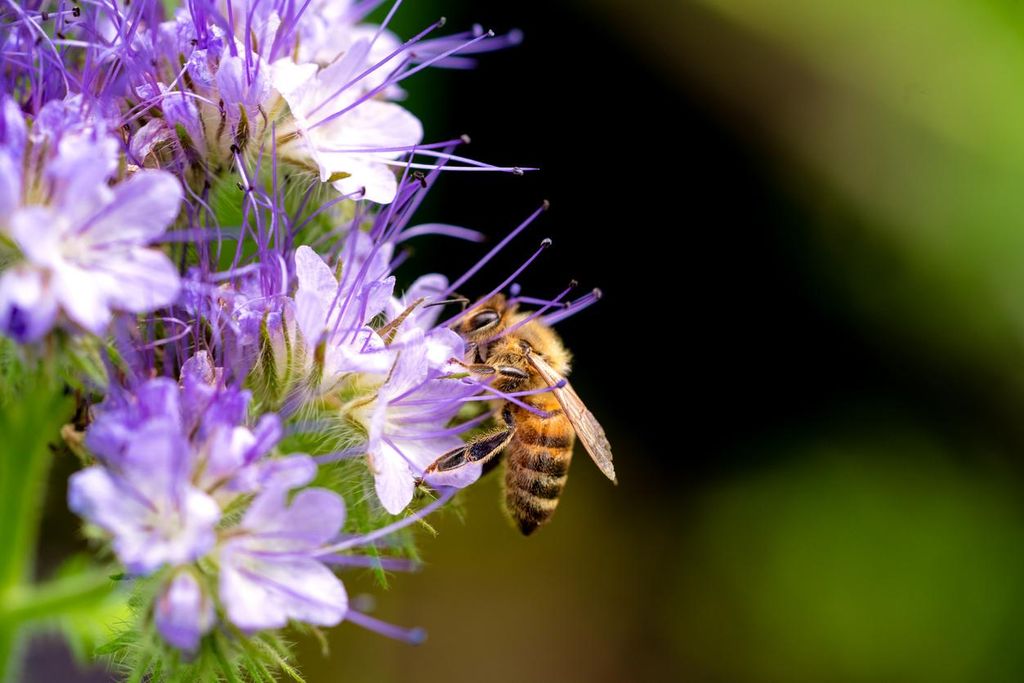 5000 Phacelia Samen Bienen Wiesen Blume Phacelia tanacetifolia Wildblume Dünger Tausendschön Bienenmagnet
