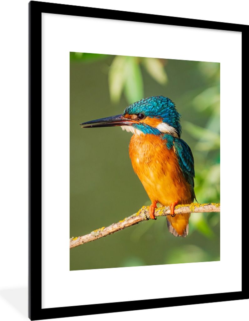 MuchoWow Gerahmtes Poster Vogel - Eisvogel - Zweig - Blätter - Moos 60x80 cm - Poster mit Schwarzem Bilderrahmen Wandposter Rahmen Foto Bilder -...