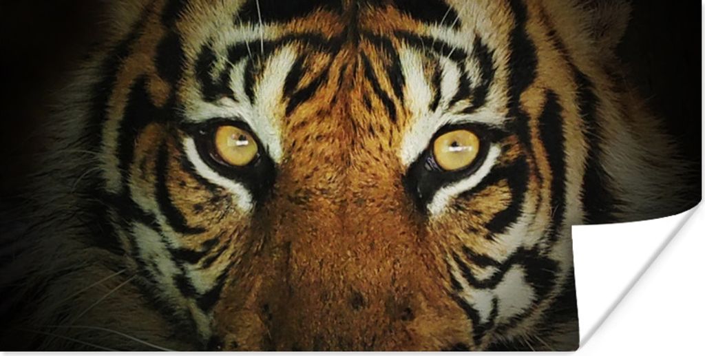 MuchoWow Poster Tiger - Licht - Augen 120x60 cm