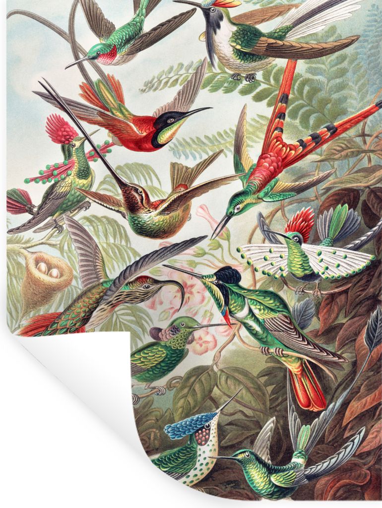 MuchoWow Wandtattoo Wandsticker Wandaufkleber Kolibri - Vintage - Ernst Haeckel - Vogel - Kunst - Natur 120x160 cm Selbstklebend und Repositionie...
