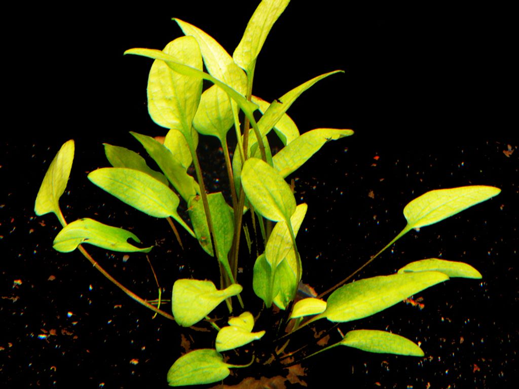 1 Topf Cryptocoryne Wendtii "Green-Gecko" Klein & Süss!