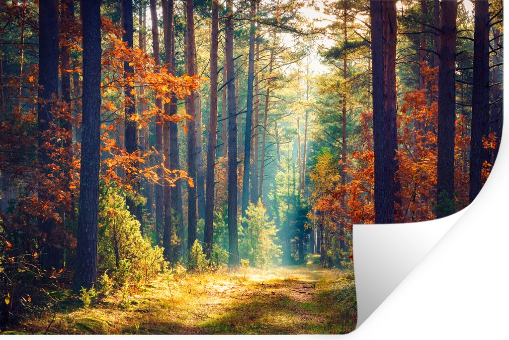 MuchoWow Wandtattoo Wandsticker Wandaufkleber Wald - Sonne - Natur - Herbst 90x60 cm Selbstklebend und Repositionierbar - Aufkleber