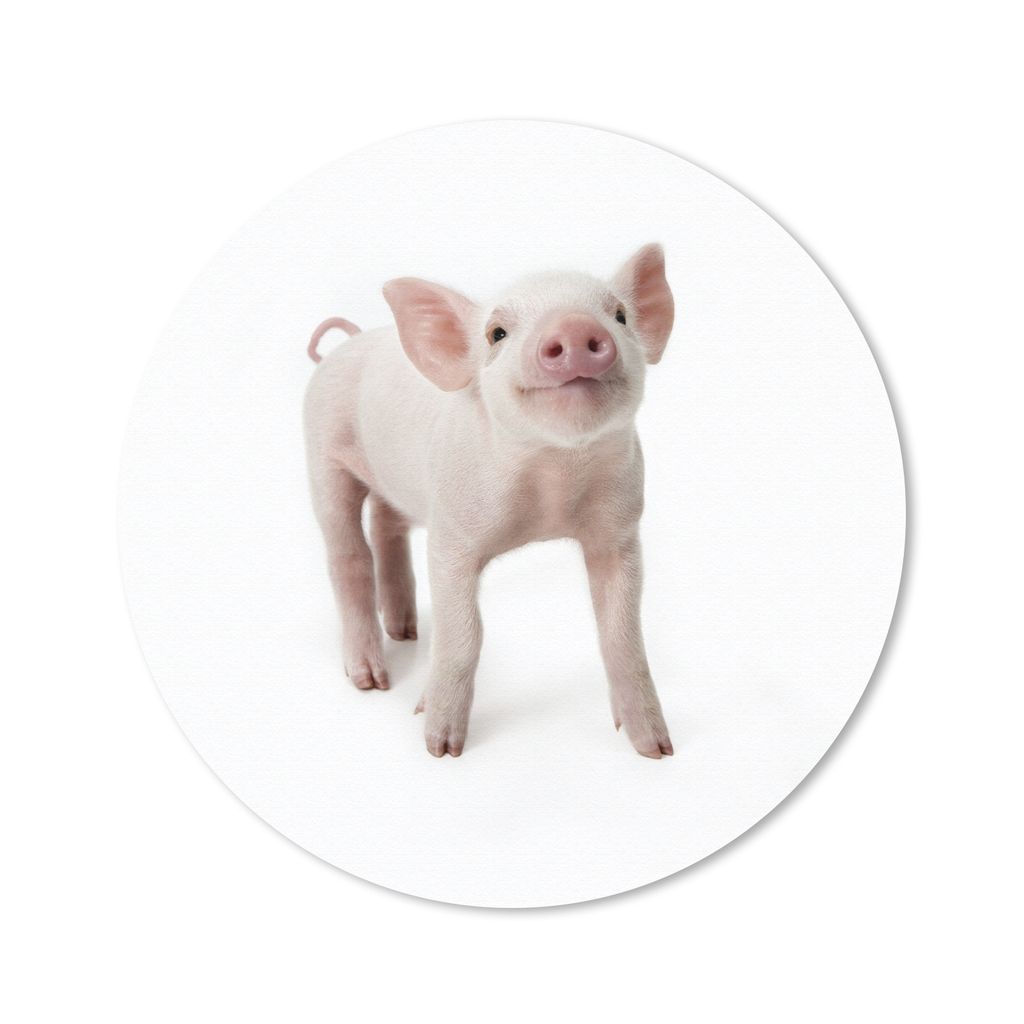 MuchoWow Mauspad Mousepad Schwein - Tiere - Weiß 30x30 cm - Mousepads - Maus Mat - Pad - Mausunterlage - Tischunterlage - Schreibtischmatten