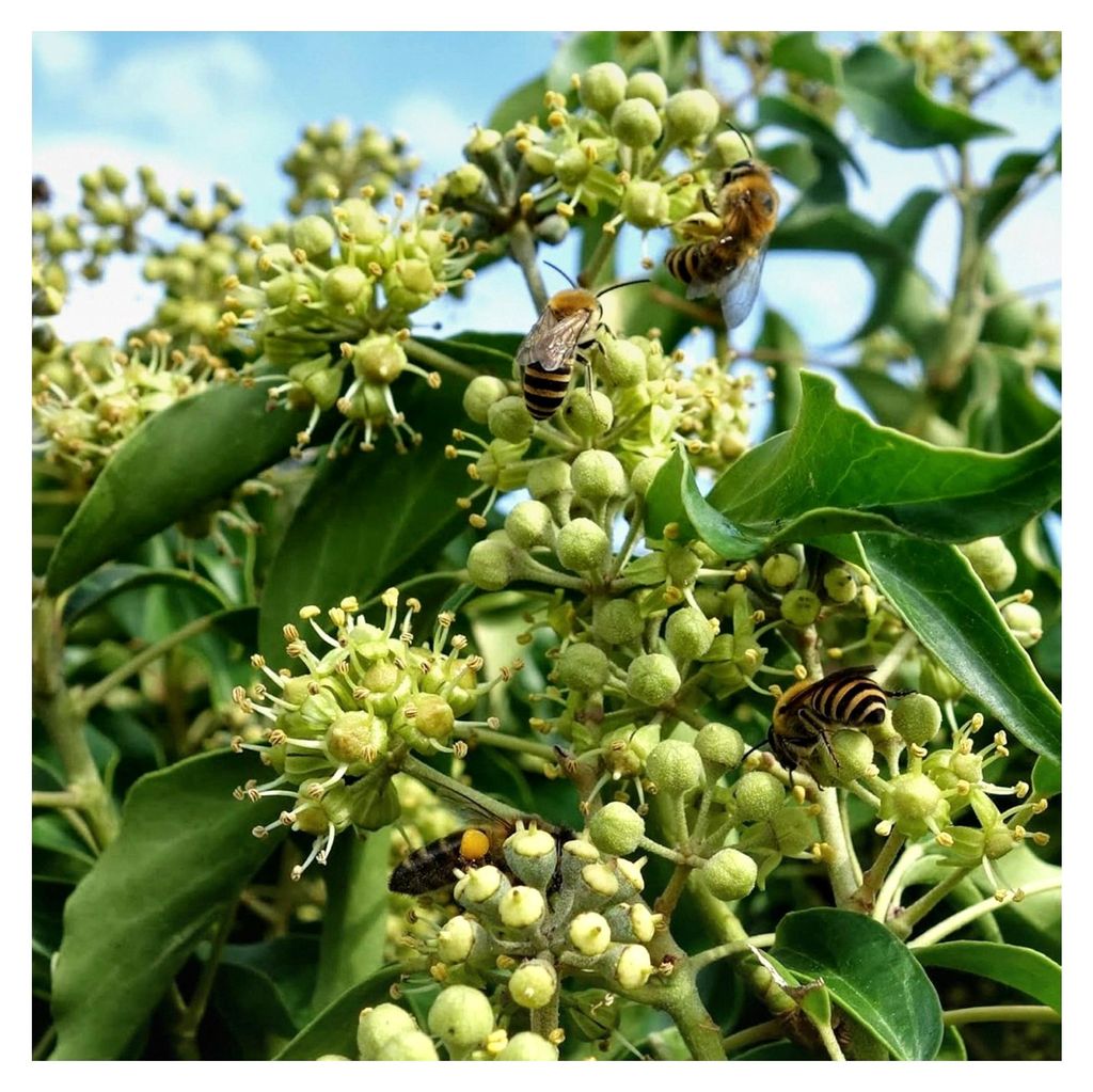 Hedera Hibernica - XL Irischer Efeu - Winterharte, schnellwachsende Kletterpflanze für den Garten