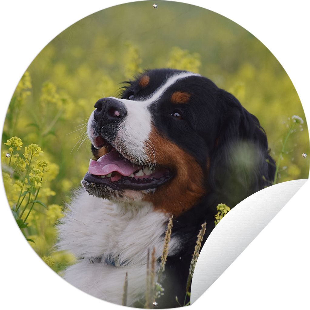 MuchoWow Gartenposter Outdoor-Poster Rund Ein Berner Sennenhund zwischen gelben Blumen Ø 120 cm Gartendeko Rundes Poster draußen