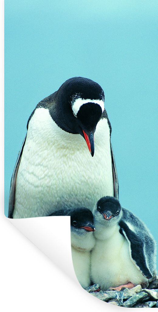 MuchoWow Wandtattoo Wandsticker Wandaufkleber Tiere - Pinguine - Küken 80x160 cm Selbstklebend und Repositionierbar - Sticker - Dekorfolie
