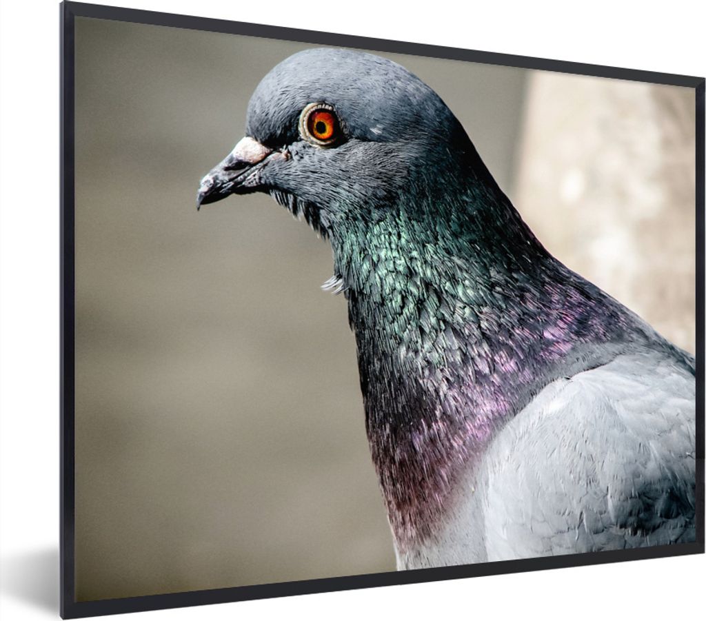MuchoWow Gerahmtes Poster Eine Nahaufnahme einer beeindruckenden Taube 40x30 cm - Poster mit Schwarzem Bilderrahmen Wandposter Rahmen Foto Bilder...
