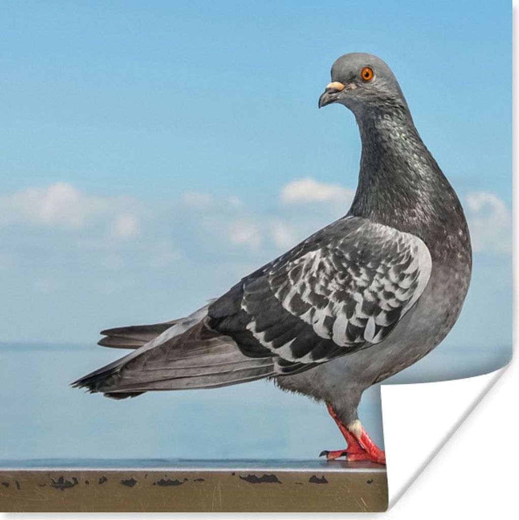 MuchoWow Poster Eine schöne Taube sitzt auf einer Mauer am Meer 75x75 cm - Wand Dekoration