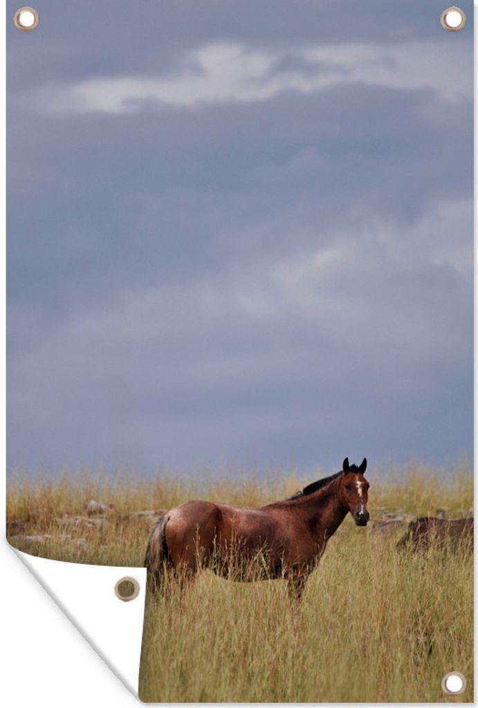 MuchoWow 40x60 cm Outdoor-Poster Gartendeko Sichtschutz Garten Poster für den Garten Pferd - Gras - Criollo