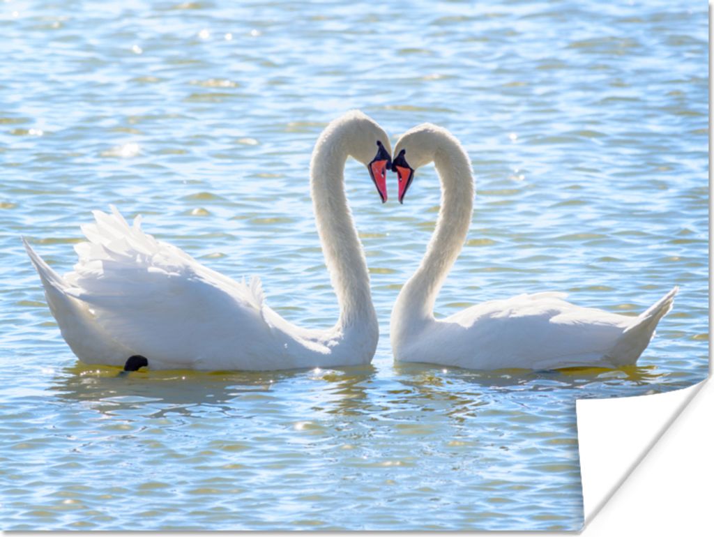 MuchoWow Poster Vögel - Schwan - Wasser - Liebe - Sonne 120x90 cm - Wandbild