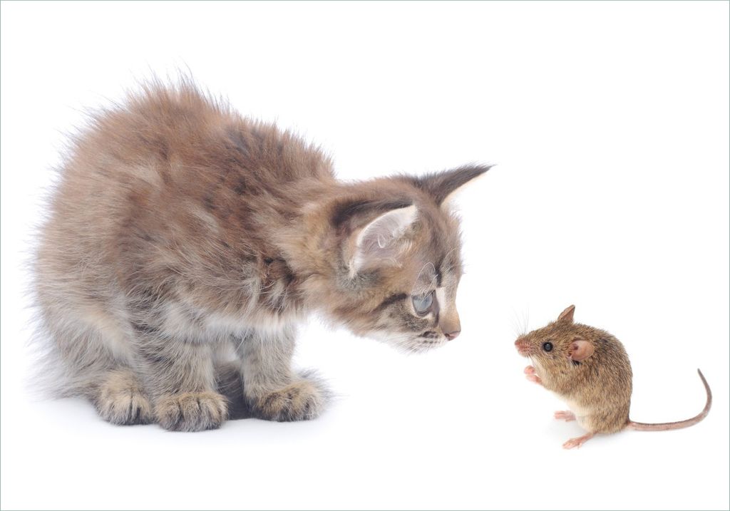 Wallario Poster - Katze und Maus beim Spielen - weißer Hintergrund, Kunstdruck Größe: 70 x 100 cm