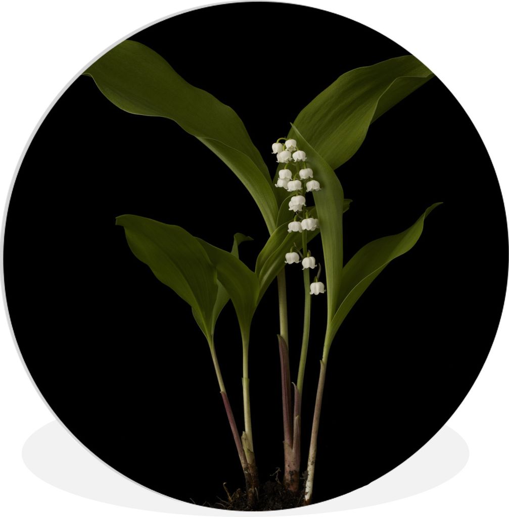 MuchoWow Rundes Wandbild - Runde Bilder Maiglöckchen mit Blättern auf schwarzem Hintergrund Ø 30 cm Kreis Wanddekoration Kunststoff - Wandkrei...