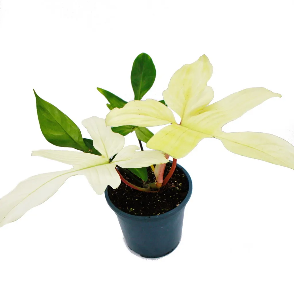 Philodendron Florida Ghost - Plante Rare de Collection - Pot de 19cm