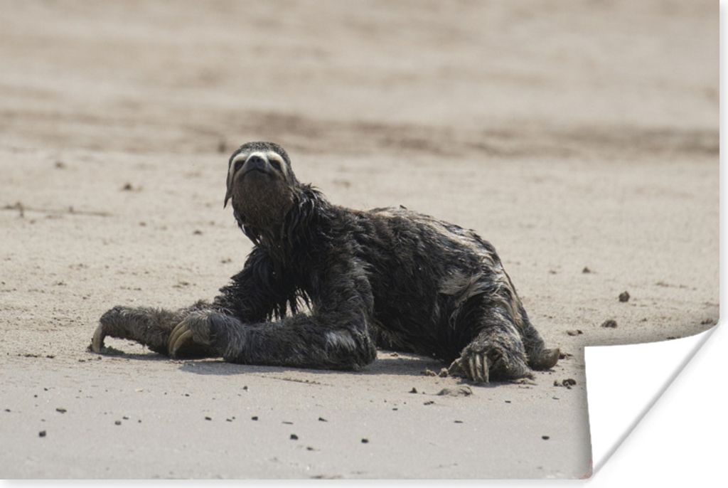 MuchoWow Poster Faultier am Strand im Manu-Nationalpark, Peru 180x120 cm - Fotoplakat