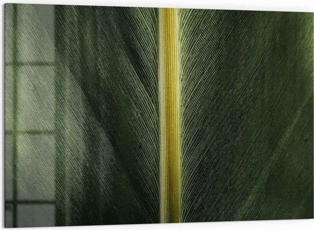 DEQORI Küchenrückwand Glas 60x40 cm 'Grüne Blattader' Spritzschutz Bad Rückwand Küche