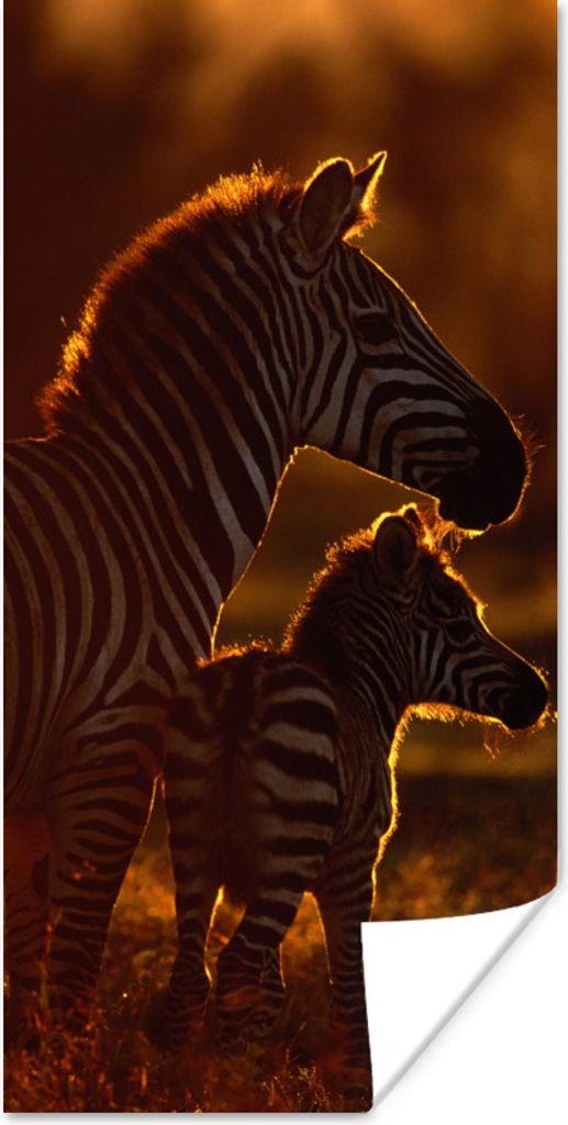 MuchoWow Poster Zebra - Sonne - Fohlen 20x40 cm - Plakat - Foto
