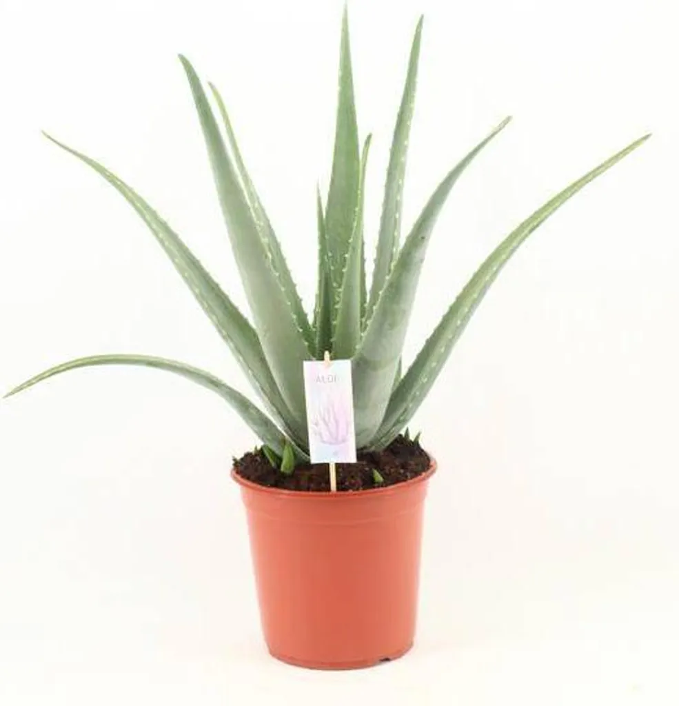 Plante succulente Aloe vera 70cm - Plante d'intérieur verte décorative
