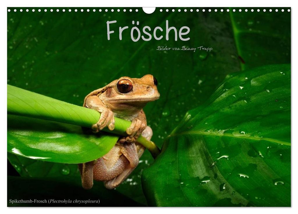 Frösche (Wandkalender 2027 DIN A3 quer), CALVENDO Produktbild 